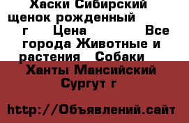 Хаски Сибирский (щенок рожденный 20.03.2017г.) › Цена ­ 25 000 - Все города Животные и растения » Собаки   . Ханты-Мансийский,Сургут г.